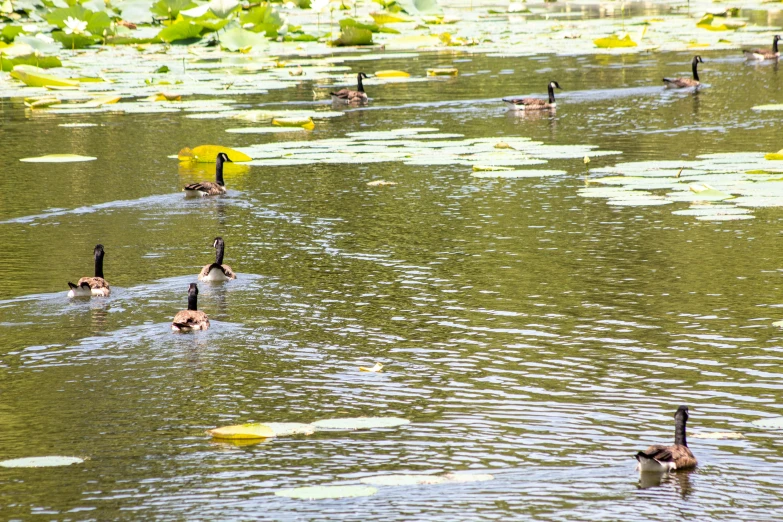several birds are swimming in water next to yellow floating paper