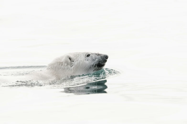 an adult polar bear swimming in the water