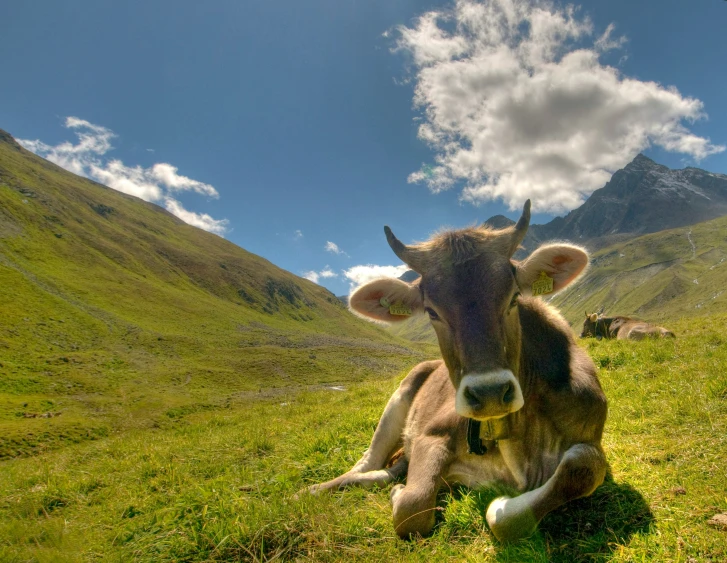 a cow is laying down in the grass