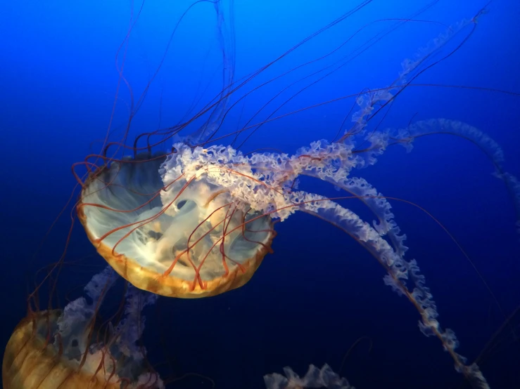 an underwater jellyfish swimming on the ocean floor