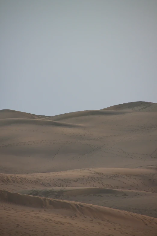 a small single horse in a large open field