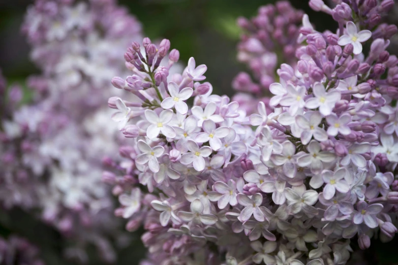 the small purple flowers appear to have buds coming out