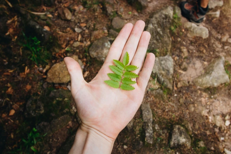 someones hand holding a leaf in the middle of rocks and grass