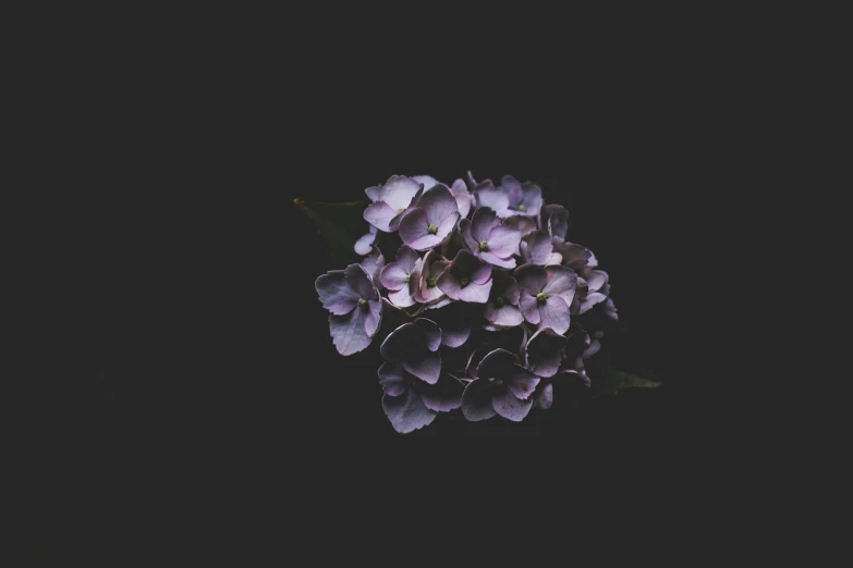 a small bouquet of purple flowers on black background