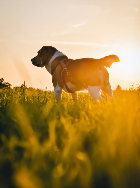 there is a dog that is in the grass