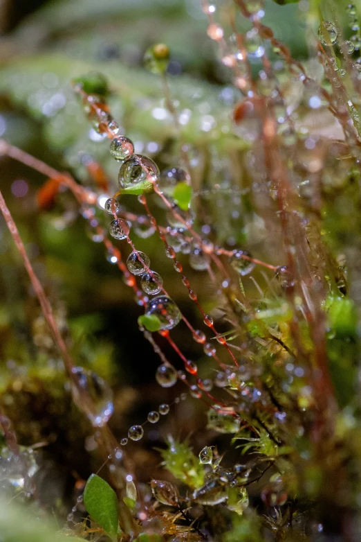 a group of plants covered with water droplets