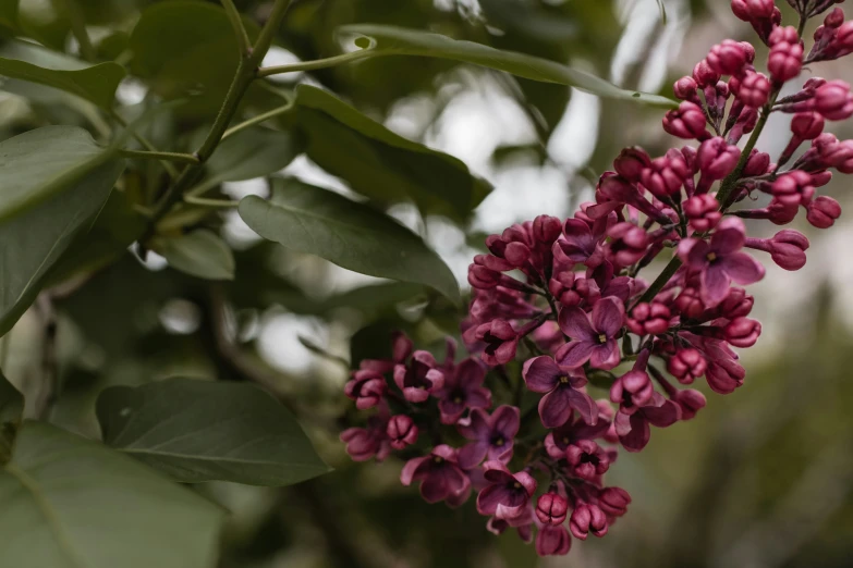 the flowers are blooming and green leaves are behind them