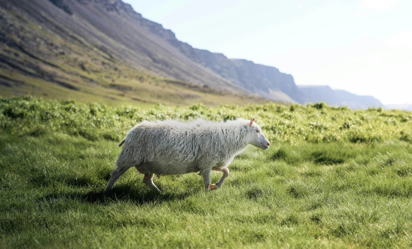 a sheep walking down a grassy hill with mountains in the background