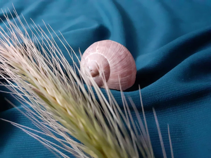 a seashell resting atop an unkempt stalk of grass