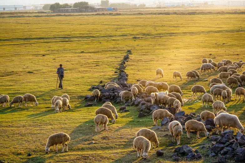 a man standing next to a large herd of sheep