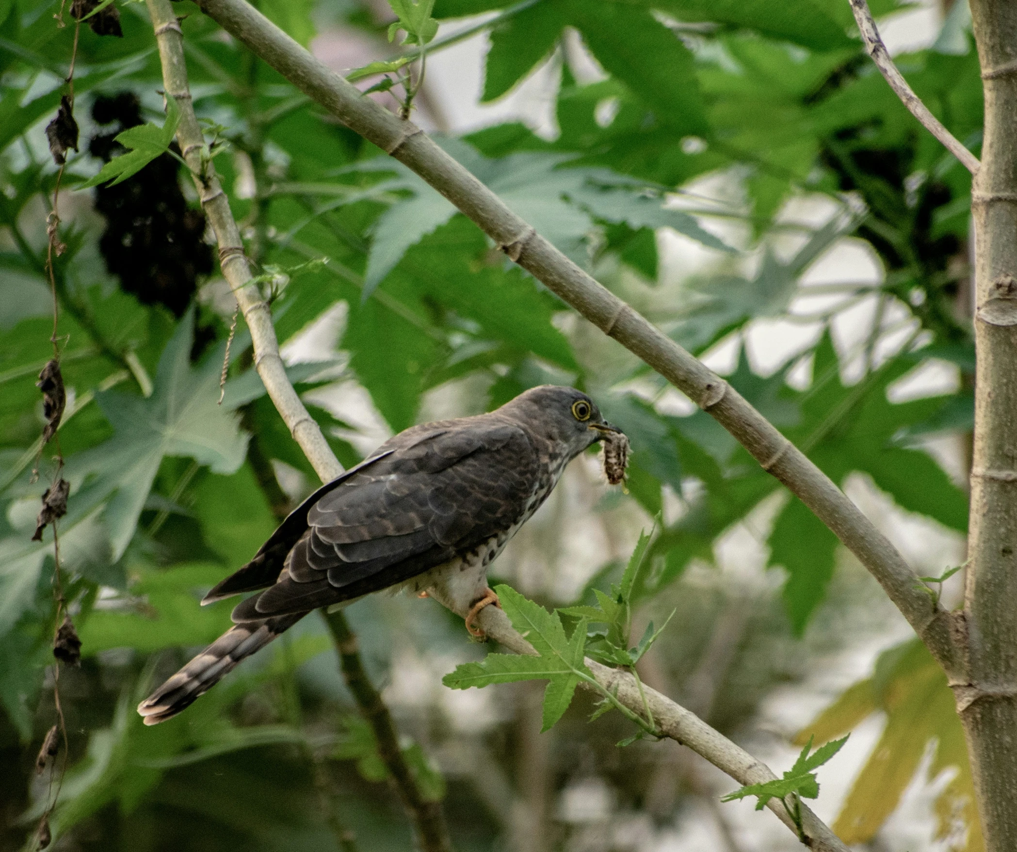 a large bird sitting on top of a tree nch