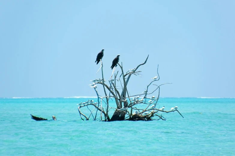 birds sit on dead tree nches in the water