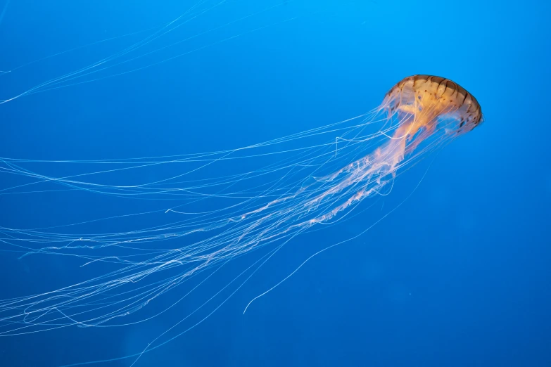 a clear jellyfish in the ocean water