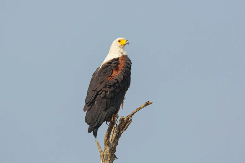 an eagle sits on a nch against a blue sky