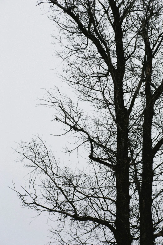 a large tree with lots of nches standing next to a bench