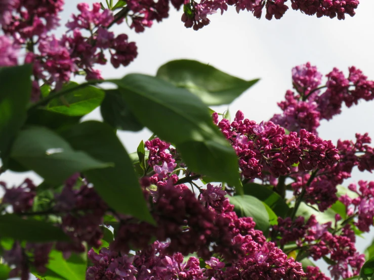 the leaves and flowers in this plant are very beautiful