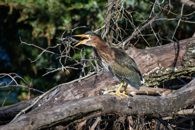 this is a bird on a tree nch