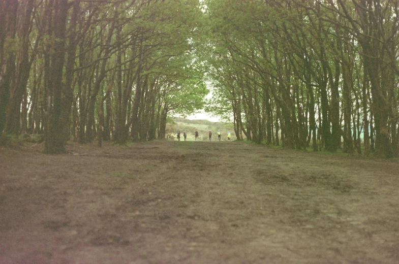 three people walking down a dirt path near some tall trees