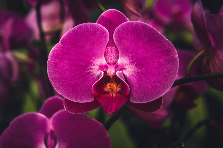 a purple flower is pictured in a po