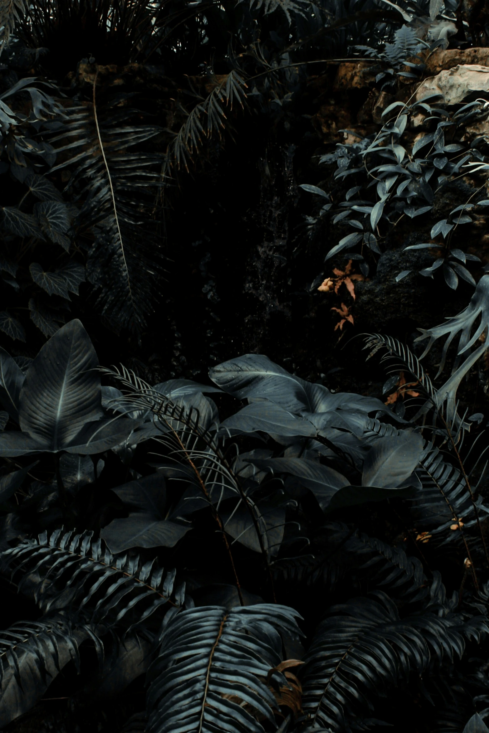 some very pretty green ferns in a dark forest