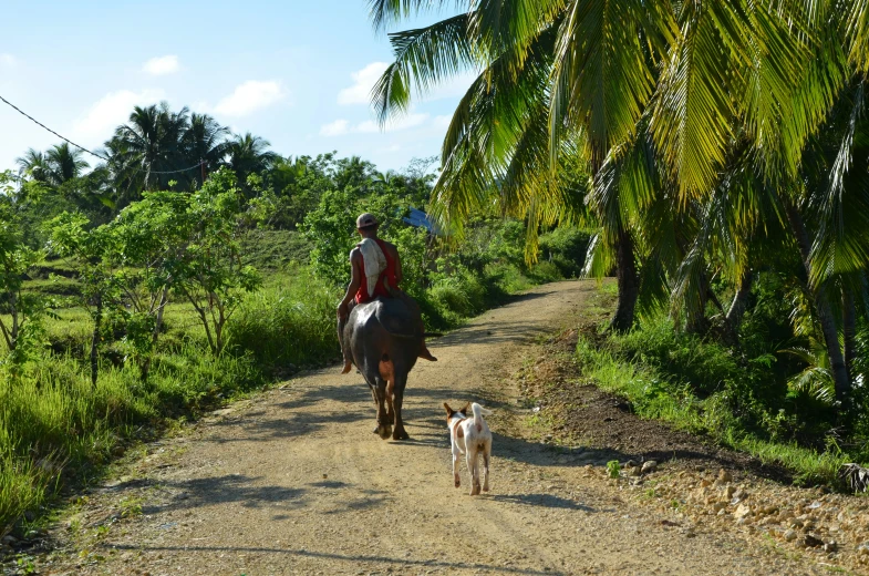 a person riding a horse on a dirt path with two dogs