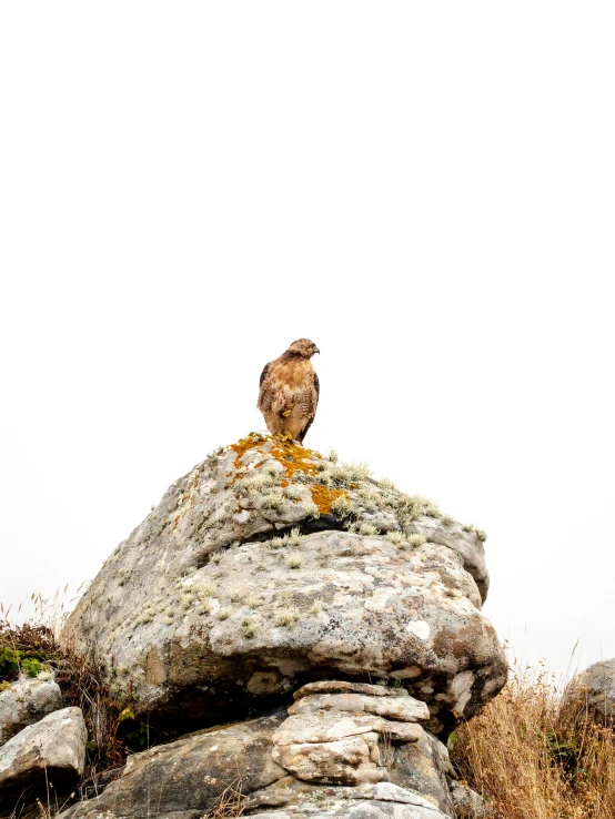 a brown bird on top of a large rock