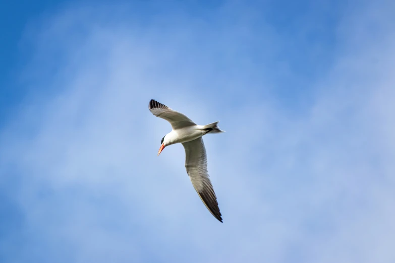 a seagull flies in the clear blue sky