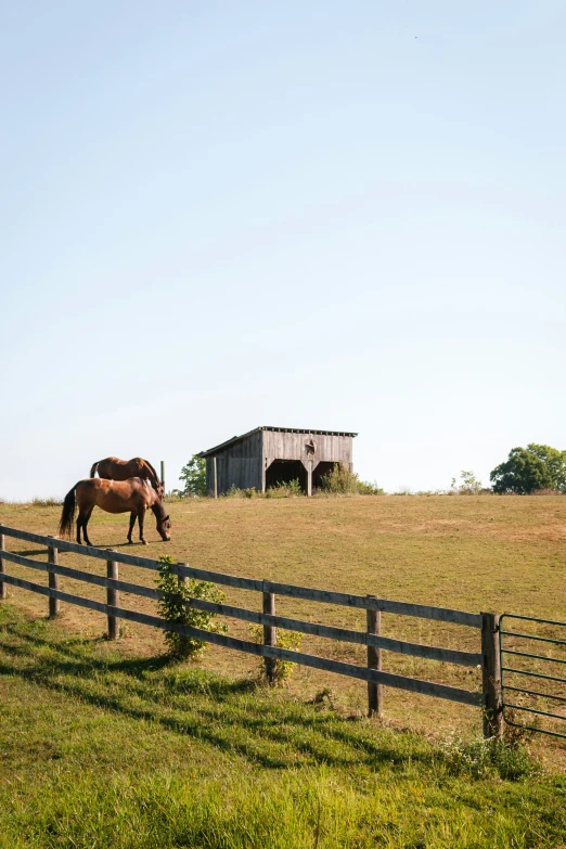 a couple of horses that are standing in the grass