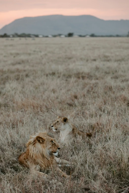 there are two animals that are on this grassy field