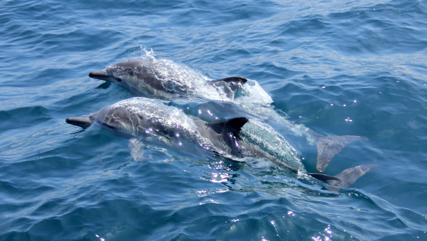 the dolphins are playing together in the blue ocean water