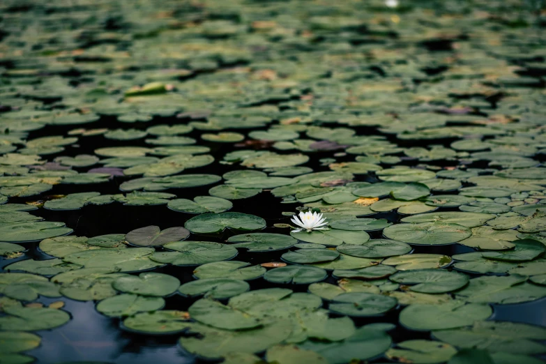 a po of a lily pad in the water