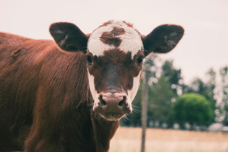 closeup of a cow's face looking at the camera