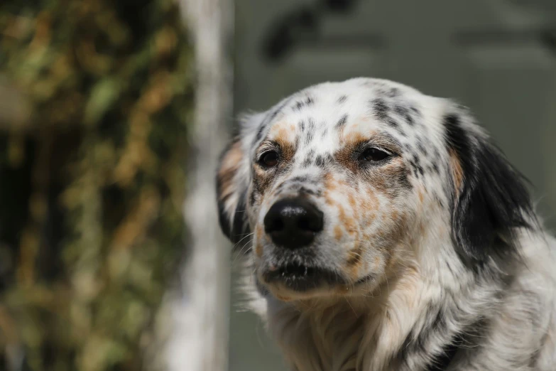 a dog with black spots and white fur standing near a tree