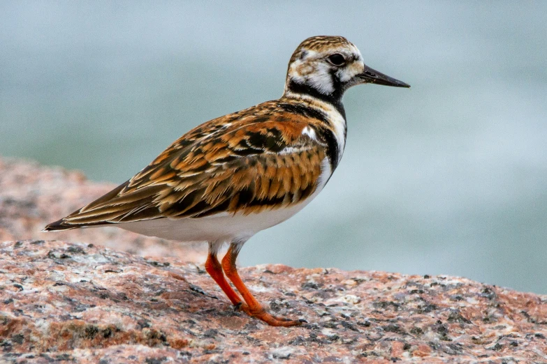 a bird that is standing on some rocks