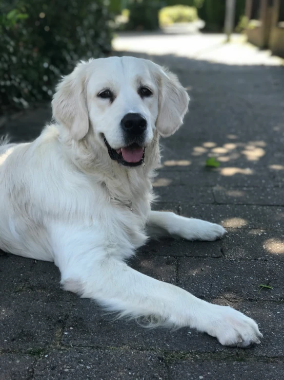 a white dog sitting on the pavement near some trees