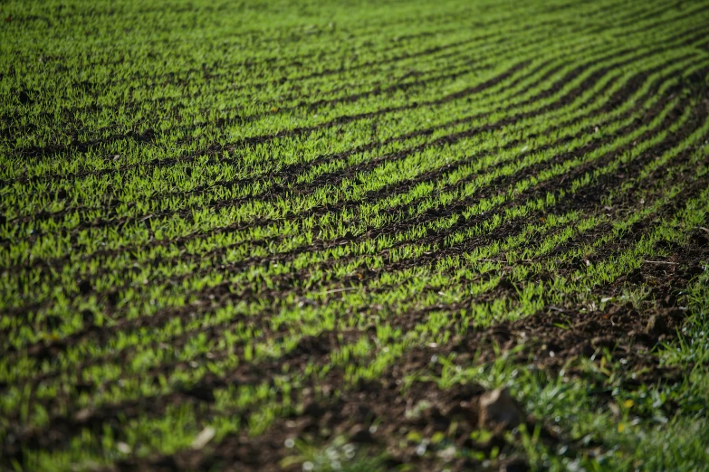 a large green field with lots of plants