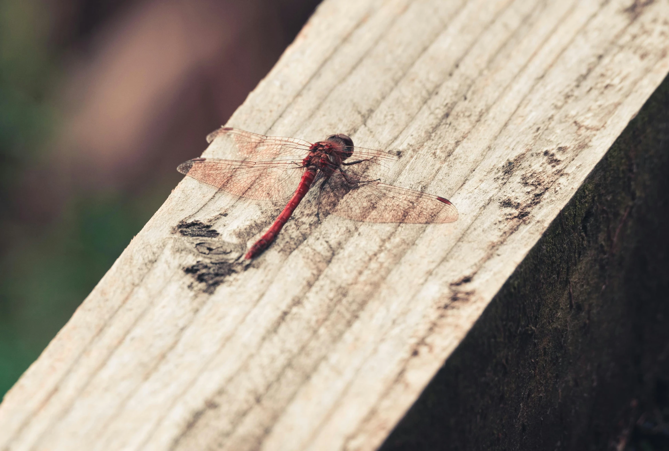 a brown dragonfly sitting on the side of a wooden platform