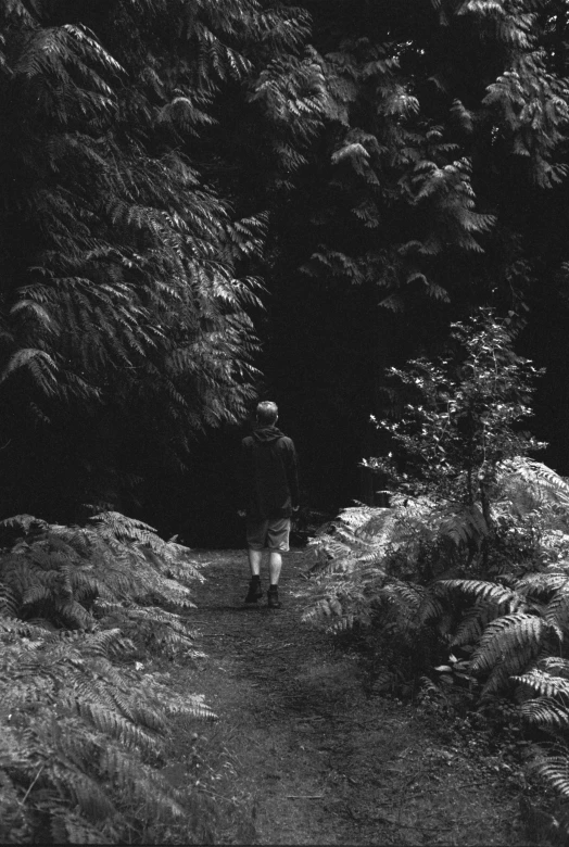 a person walking in front of trees and bushes