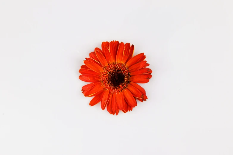 an orange flower on a white background