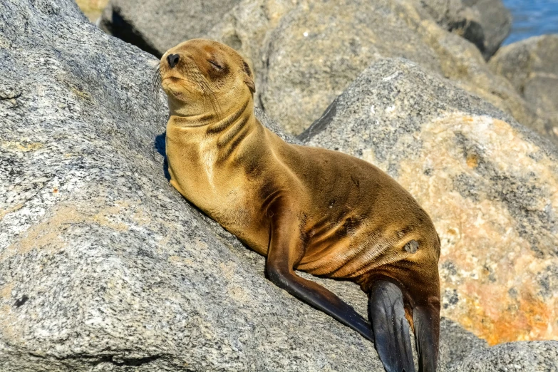 seal laying on a large rock and watching the people
