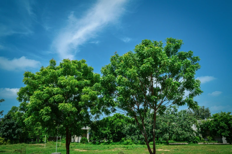 some large trees and grass in a field