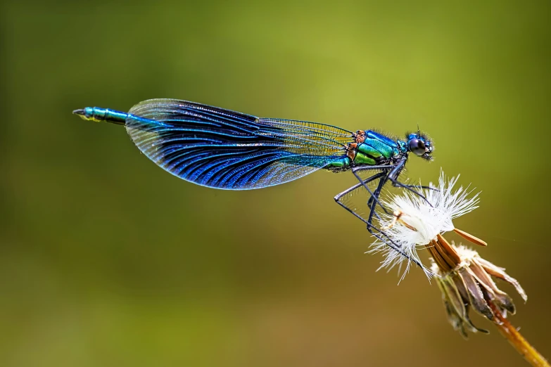 blue and green insect resting on the end of a plant