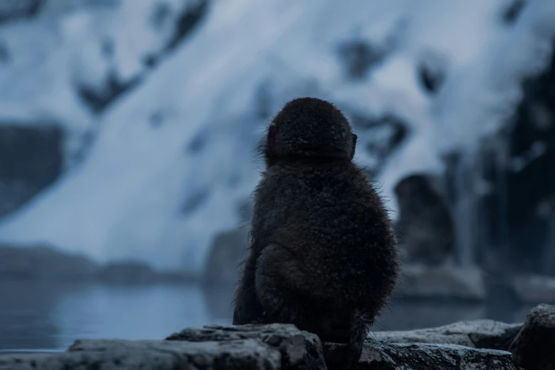 a close up of a small monkey on a ledge