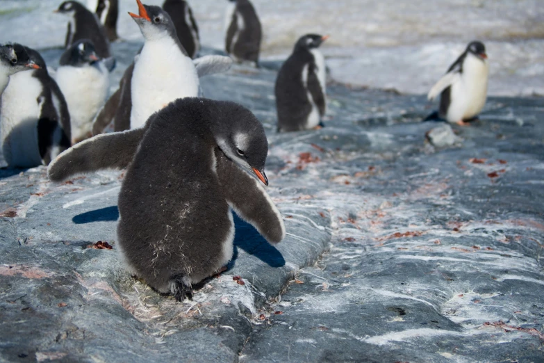 a flock of penguins walking across ice covered ground