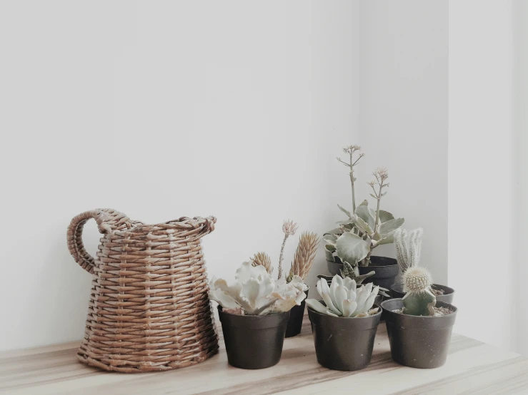 a shelf with some different types of plants and potted plants on it