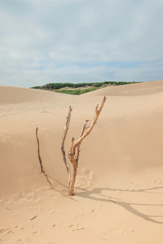 a single plant is standing in the desert