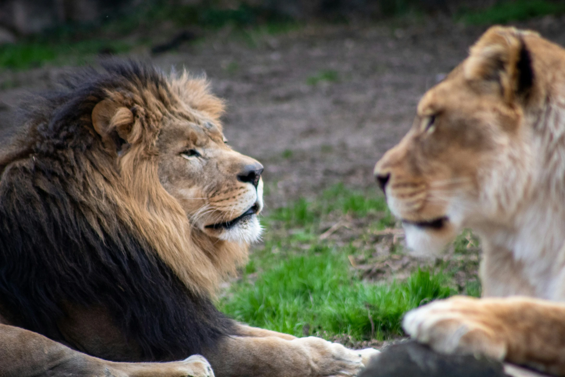 a couple of lions sitting in the grass