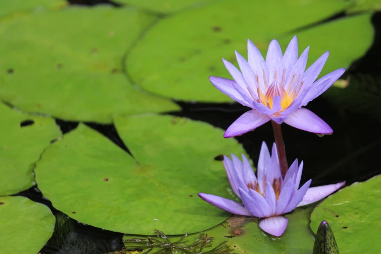 two purple flowers sitting next to lily pads