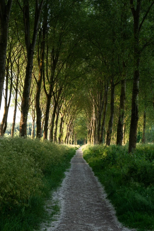 a path leading to trees along side a grassy field