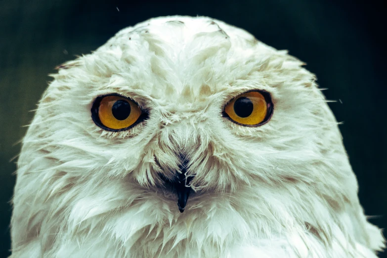 a owl with yellow eyes stares ahead